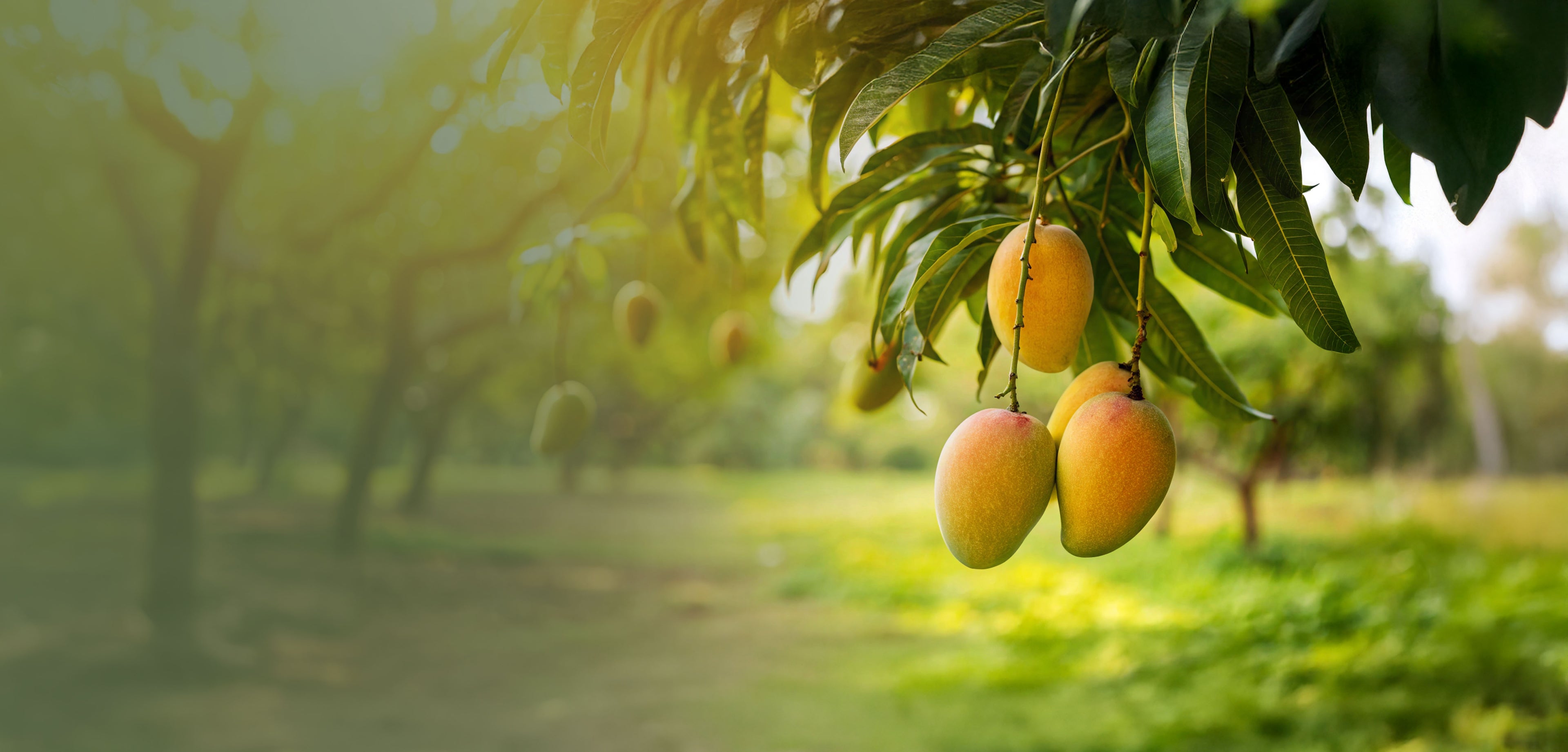 Mangoes hanging from a tree in a lush green orchard